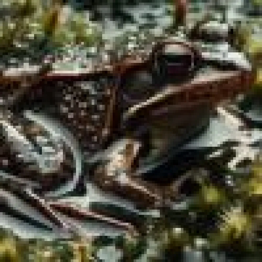 la_inmunidad_de_las_ranas