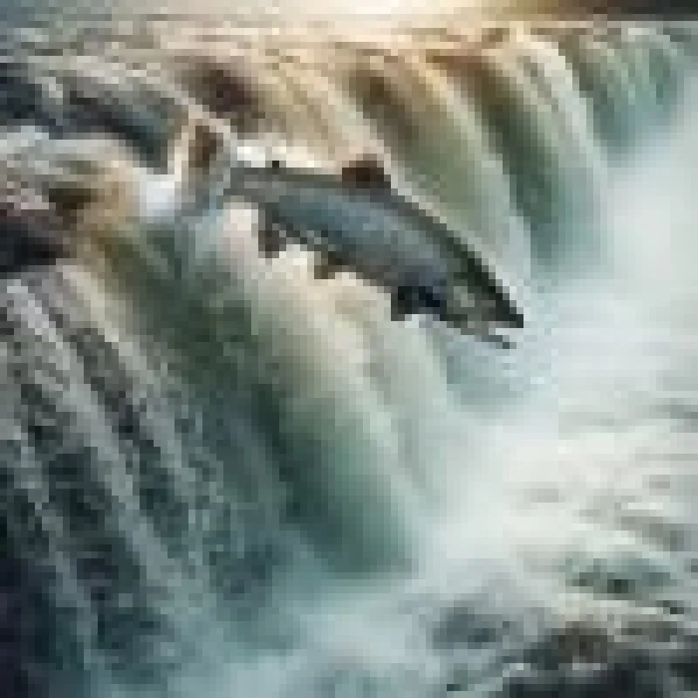 el_viaje_de_los_salmones