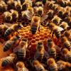 las_abejas_y_su_sistema_de_comunicacion